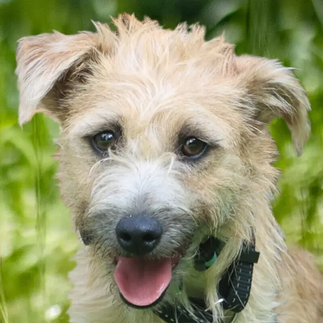 Bara braucht erst einmal Ruhe, um sich eingewöhnen zu können.  | Foto: Tierhilfe Franken