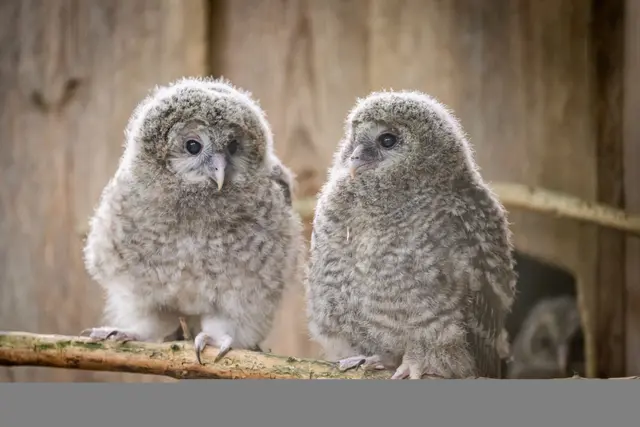 Zwei der vor Kurzem ausgewilderten Habichtskäuze kurz nach dem Schlupf im Mai 2025. | Foto: Thomas Hahn / Tiergarten Nürnberg