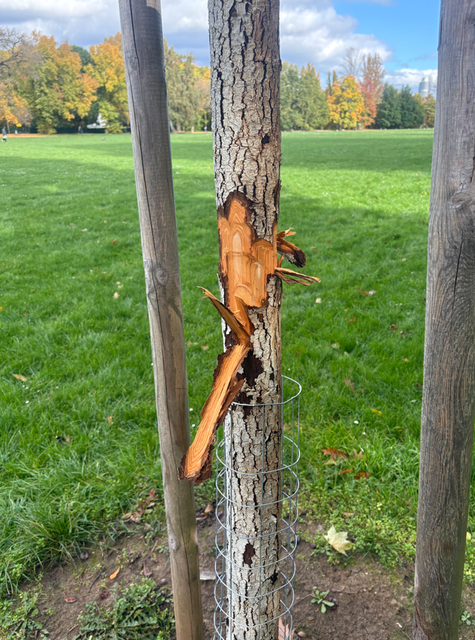 Warum?! Unbekannte haben zwei Bäume im Cramer-Klett-Park und einen auf der Wöhrder Wiese so stark beschädigt, dass sie entfernt und ersetzt werden müssen. Der Servicebetrieb Öffentlicher Raum Nürnberg erstattet Anzeige. | Foto: Sör / Stadt Nürnberg