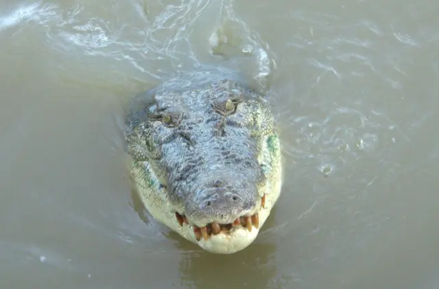 (Symbolbild) | Foto: © Carola Frentzen/dpa