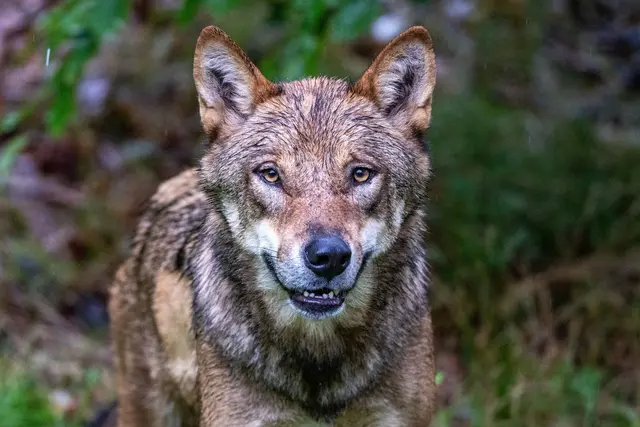 Eine DNA-Analyse bestätigte laut dem Landesamt für Umwelt (LfU), dass ein Wolf an den Tierrissen beteiligt war. (Symbolbild) | Foto: Armin Weigel/dpa