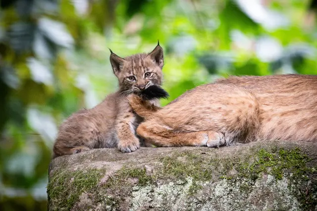 Eines der Jungtiere Anfang Juli 2025. Charakteristisch für Luchse sind unter anderem die Haarpinsel an den spitzen Ohren, die schon bei den Welpen zu sehen sind.
 | Foto: Tiergarten Nürnberg / Thomas Hahn