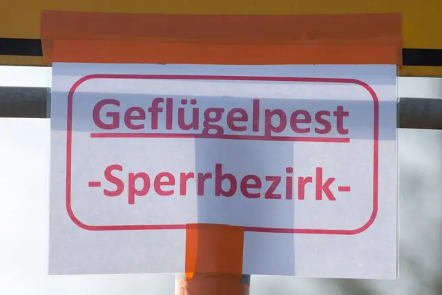 Wildvögel tragen laut Experten bedeutend zur Ausbreitung der Vogelgrippe bei. 
 | Foto: Armin Weigel/dpa (Symbolbild)
