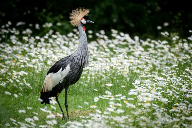 In diesem Jahr sind Kraniche von der Vogelgrippe besonders betroffen. Alle im Tiergarten lebenden Kraniche, darunter auch die Kronenkraniche, wurden bereits vergangene Woche vorsichtshalber in Ställen untergebracht. | Foto: Thomas Hahn / Tiergarten Stadt Nürnberg