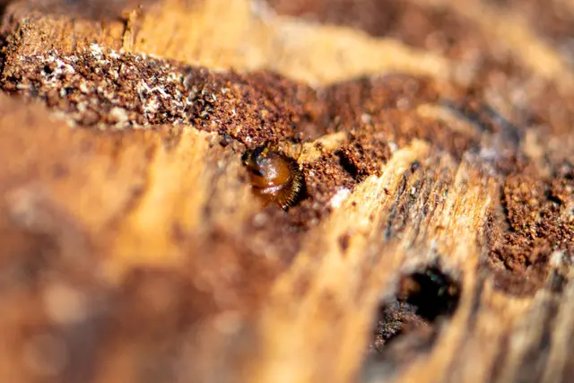 Borkenkäfer sind klein, können in Nadelwäldern aber große Schäden anrichten.  | Foto: (Symbolbild)Armin Weigel/dpa