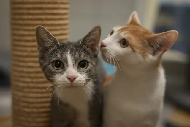 Wer wird die ausgesetzten, wild vermehrten und abgeschobenen Katzenkinder dann aufnehmen und beschützen? | Foto: Chiara Calow