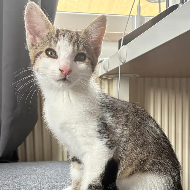 mit ihrer Schwester Blush zusammenbleiben dürfen. | Foto: Tierhilfe Franken