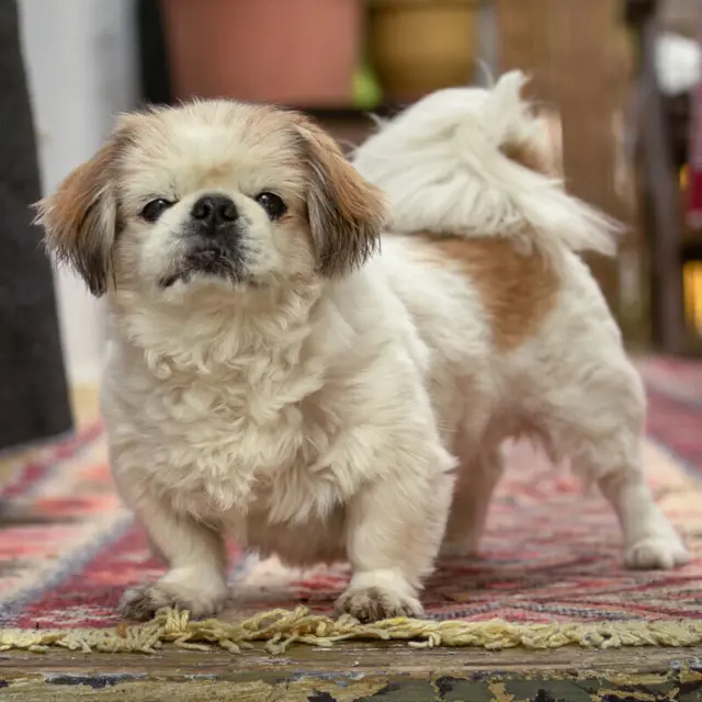Ein kleiner Pekinesen-Opa hätte gerne einen Seniorenplatz.  | Foto: Tierhilfe Franken