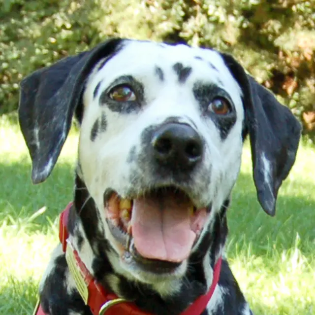 Diese liebenswerte Dalmatinerseniorin sucht ein liebes Zuhause für den Lebensherbst. | Foto: Tierhilfe Franken