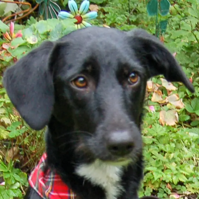 Meddie hat noch ihr ganzes Hundeleben vor sich. Wer will sie liebevoll begleiten? | Foto: Tierhilfe Franken