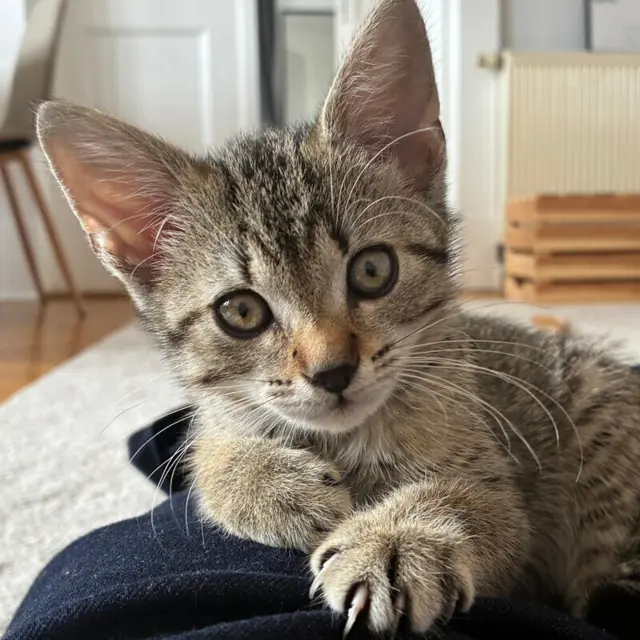 Berry möchte gerne... | Foto: Tierhilfe Franken 