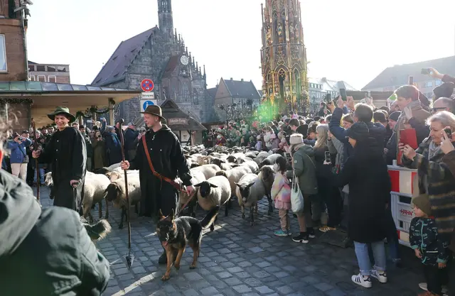 Eine Herde mit 600 Schafen ist in Nürnberg mitten durch die Stadt zu ihren Winterweiden gezogen. | Foto: Daniel Löb/dpa