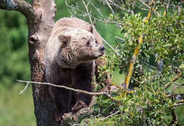Ein Braunbär im oberbayerischen Wildpark Poing. Immer wieder gibt es Berichte über Sichtungen in freier Wildbahn.  | Foto: Lino Mirgeler/dpa (Symbolbild)