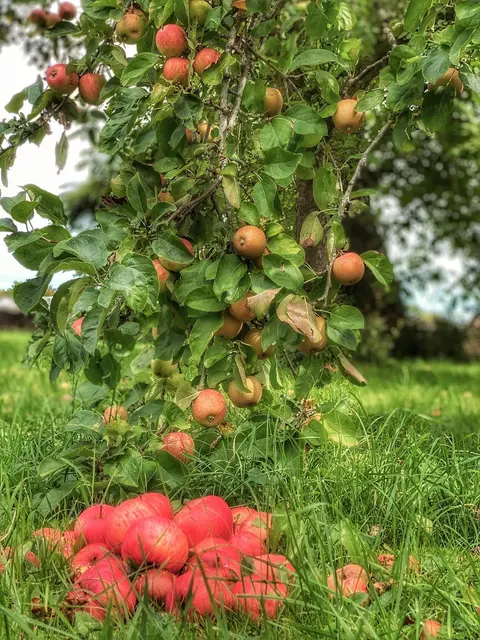 Streuobstwiesen in Franken.  | Foto: Nicole Fuchsbauer