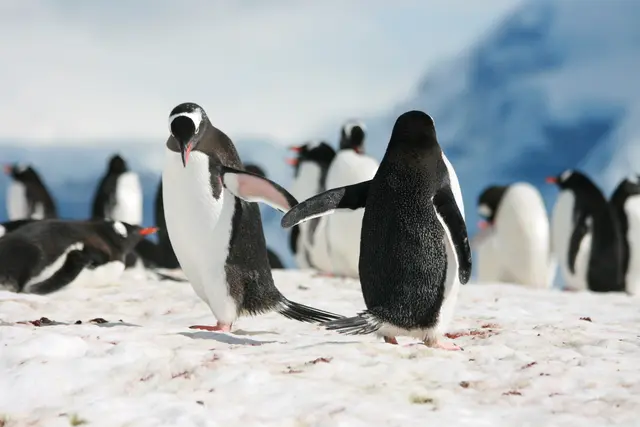 Die Vorhersage erinnert stark an das Buch von Marc-Uwe Kling  "Neues vom Känguru", in dem sein Mitbewohner, das Känguru,  sich über den neuen, seltsamen Nachbarn wundert und eine Pinguin-Verschwörung wittert.  | Foto: © Olma/stock.adobe.com