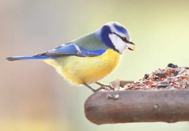 (Symbolbild) | Foto: © Kletr/AdobeStock