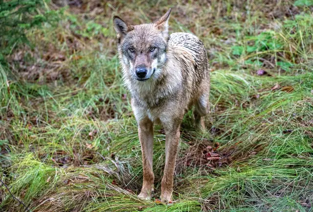 (Symbolbild) | Foto: © Armin Weigel/dpa