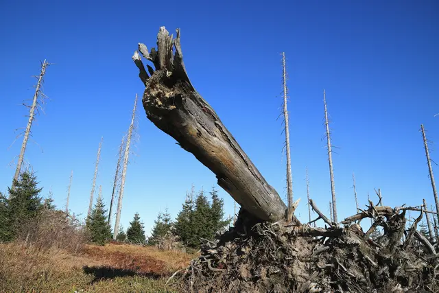 Trockenheit macht auch den Wäldern in Teilen Bayerns große Probleme. | Foto: altix5-stock.adobe.com (Symbolbild)