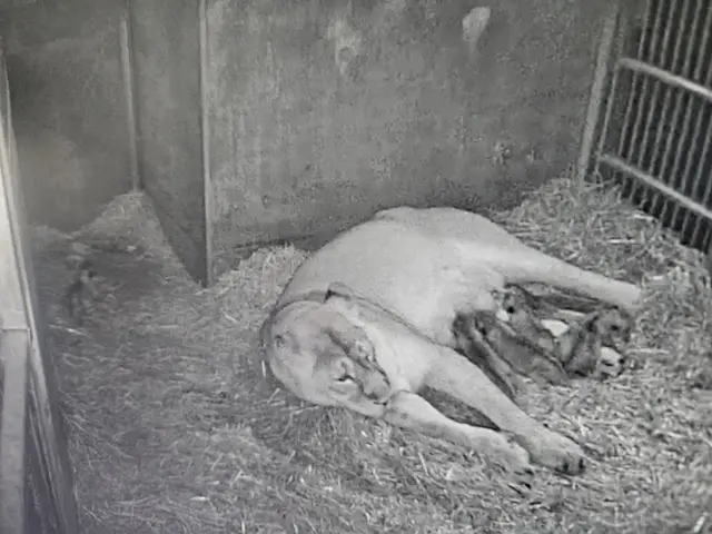 Löwin Aarany kümmert sich intensiv um ihre fünf am 26. Dezember 2025 geborenen Jungtiere und hat sie von Beginn an gesäugt. | Foto: Tiergarten Nürnberg