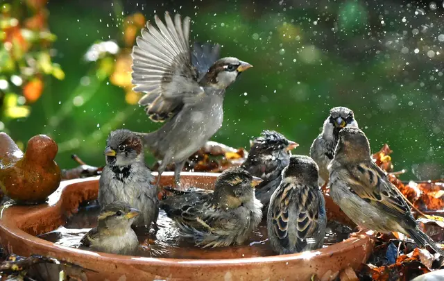 Haussperlinge sind immer in der Gruppe unterwegs und brauchen deshalb Nistplätze und Nahrung für viele Vögel. | Foto: Waltraud Grubitzsch/dpa (Symbolbild)