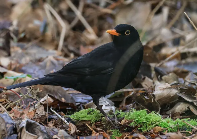Die Amsel ist ein häufiger Gast in Gärten, doch mancherorts zeigt sie sich seltener. 
 | Foto: Oliver Berg/dpa (Symbolbild)