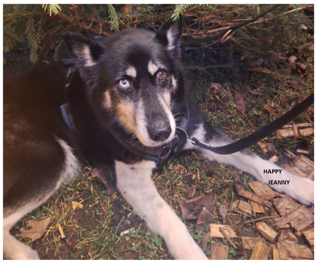 Happy Jeanny | Foto: Tierhilfe Franken