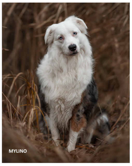 Maylino | Foto: Tierhilfe Franken