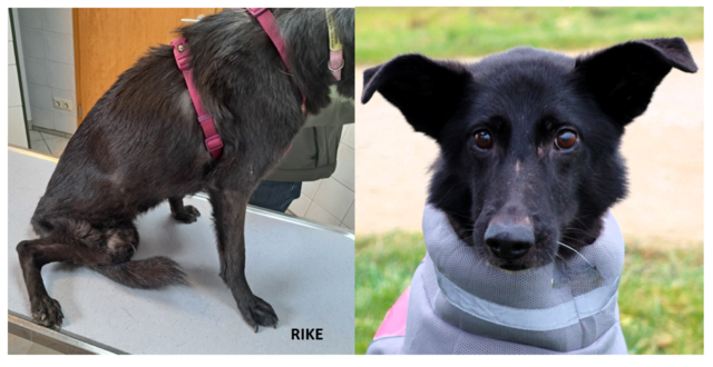 Rike | Foto: Tierhilfe Franken