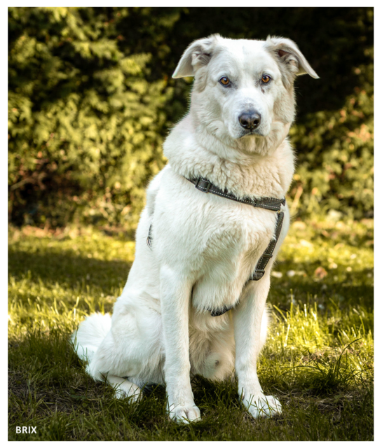 Brix | Foto: Tierhilfe Franken