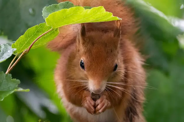 Rotes Fell, weißer Bauch - so sehen offenkundig die meisten Eichhörnchen im Freistaat aus.  | Foto: Sven Hoppe/dpa (Archivbild)