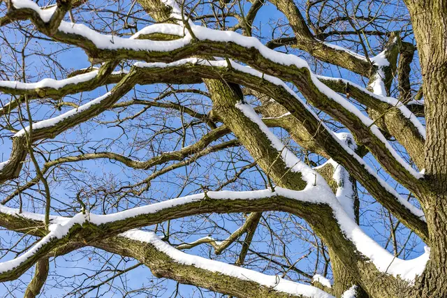 In Nürnberg ist eine Frau von einem Ast tödlich getroffen worden. Unklar war noch, ob dieser wegen des Schneefalls abbrach. (Symbolbild) | Foto: Frank Hammerschmidt/dpa