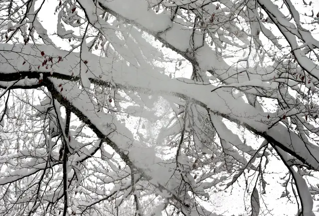 Die schwere Schneelast auf vielen Bäumen ist gefährlich. (Symbolbild) | Foto: Karl-Josef Hildenbrand/dpa