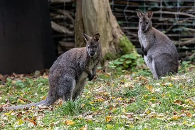 Kängurus sind beliebte Tiere. (Archivbild) | Foto: Fabian Sommer/dpa