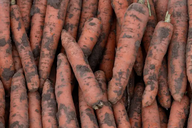Bei der Förderung des Bio-Anbaus ist nach Ansicht des Verbandes BÖLW noch viel Luft nach oben. (Archivbild) | Foto: Swen Pförtner/dpa