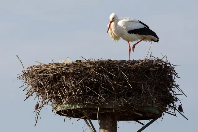 Viele Störche überwinterten inzwischen hierzulande. (Archivbild) | Foto: Bodo Marks/dpa