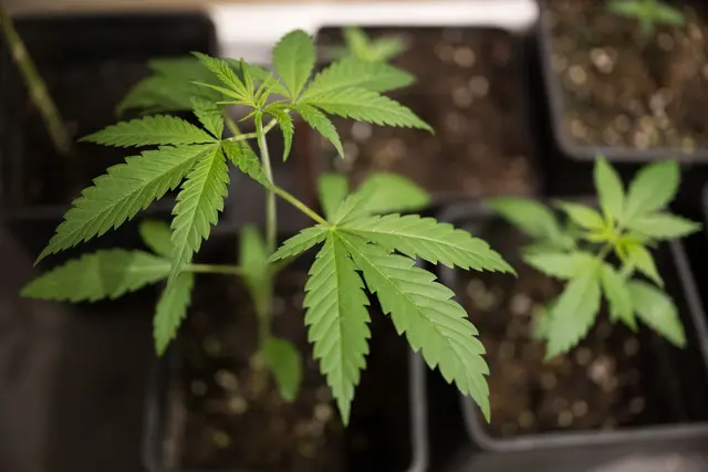 Ministerin Judith Gerlach erneuert ihre Forderung nach der Rücknahme der Cannabis-Teillegalisierung. (Symbolbild) | Foto: Sebastian Gollnow/dpa