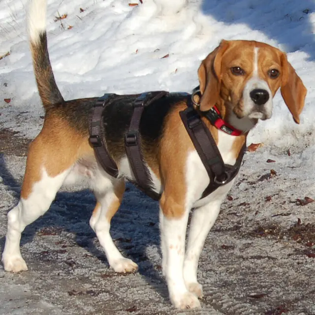 Wer nimmt den quirligen Archie Boy an die Pfote und schenkt ihm ein liebevolles Zuhause? | Foto: Tierhilfe Franken