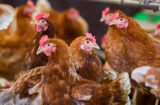 Wegen der Vogelgrippe mussten vergangenes Jahr mehrere Hunderttausend Tiere getötet werden. | Foto: Julian Stratenschulte/dpa (Symbolbild)