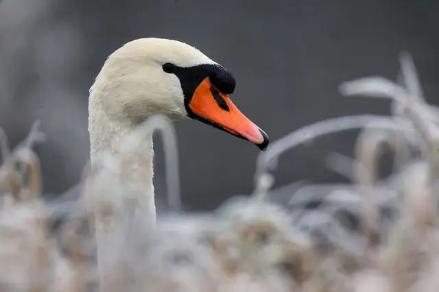 In Weißdorf wurde ein Schwan mutmaßlich mit einer Steinschleuder beschossen und verletzt. Ein Tierarzt musste das Projektil entfernen. (Symbolbild) | Foto: Thomas Warnack/dpa