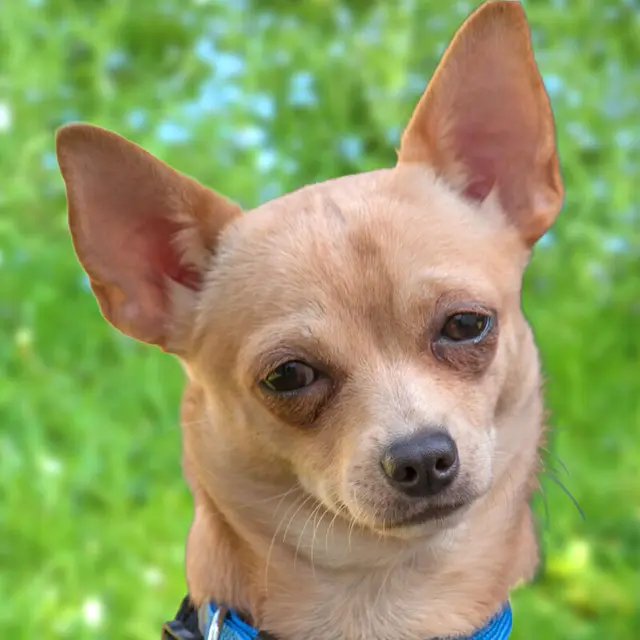 Madita ist ein verspieltes Hunde-Mädchen. | Foto: Tierhilfe Franken