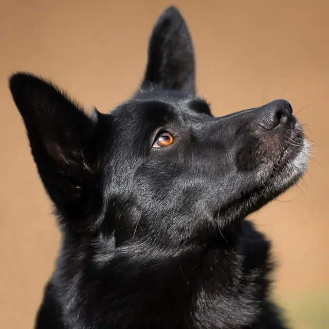 Mobby ist anfangs etwas schüchtern, taut aber schnell auf. | Foto: Tierhilfe Franken