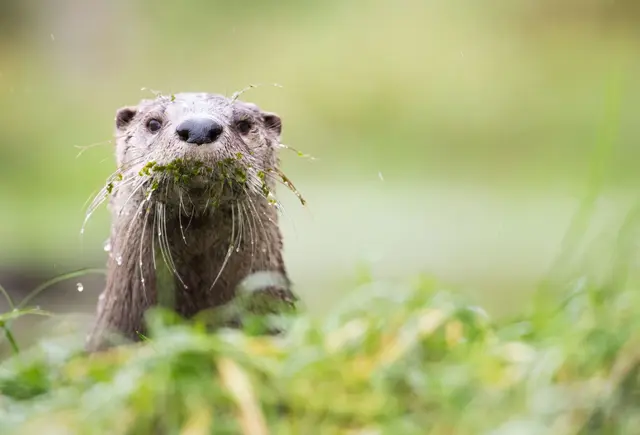 Gute Nachrichten für Bayerns Fischotter - bis auf Weiteres ist die gesetzliche Grundlage zur Tötung der streng geschützten Tiere im Freistaat vom VGH außer Vollzug gesetzt worden.  | Foto: Lino Mirgeler/dpa (illustration)