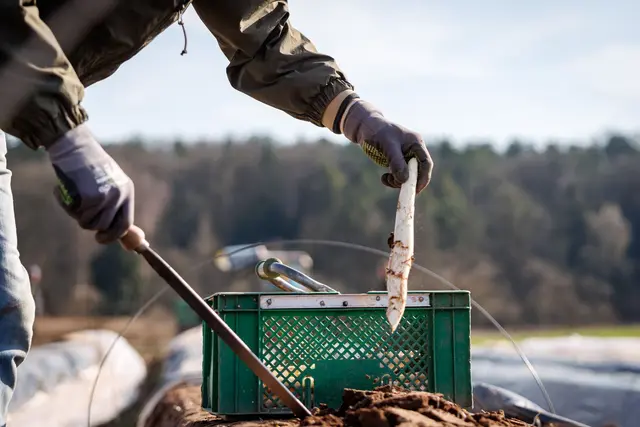 Die ersten bayerischen Spargelhöfe haben mit der Ernte begonnen. | Foto: Daniel Karmann/dpa