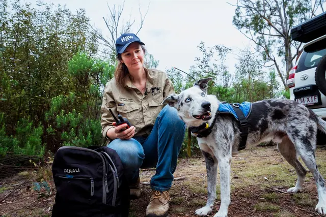 Der Australian Koolie namens Bear hat in seiner Spürhund-Laufbahn mehr als 100 in Not geratene Koalas aufgespürt. Romane Cristescu war eine seiner Hundeführerinnen.  | Foto: Stacey Hedman/IFAW/dpa (Archivbild)