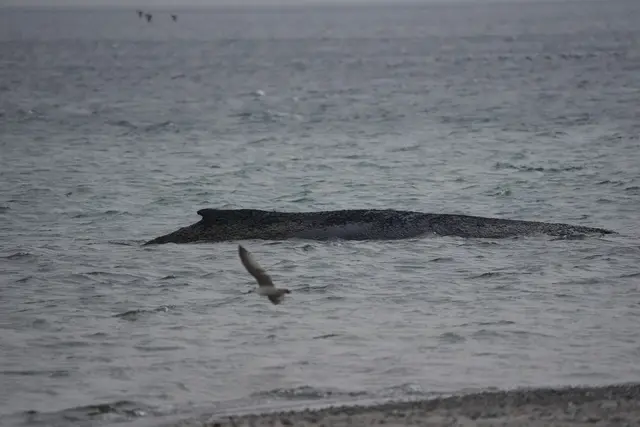 In der Ostsee ist ein junger Wal gestrandet. | Foto: Marcus Brandt/dpa