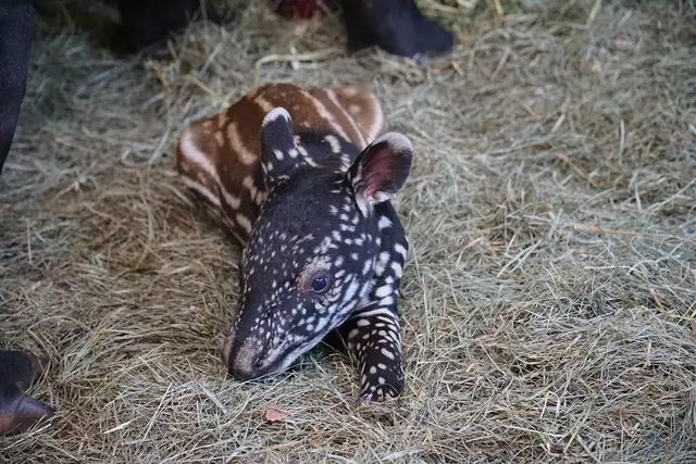Im Tiergarten der Stadt Nürnberg ist am 25. März 2026 ein Schabrackentapir zur Welt gekommen. Die Art wird von der Weltnaturschutzunion IUCN als "stark gefährdet" eingestuft.
 | Foto: Diana Koch / Tiergarten Stadt Nürnberg