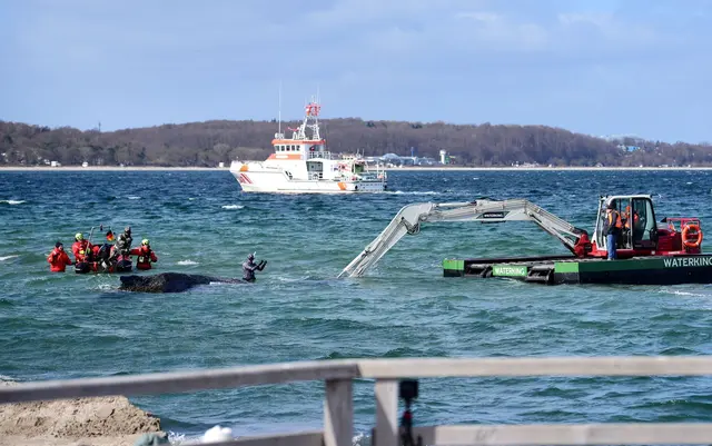 Der Schwimmbagger arbeitet direkt um den gestrandeten Wal herum. | Foto: Daniel Bockwoldt/dpa