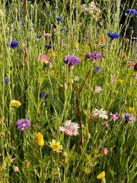Aus der Rother Mischung entsteht ein buntes, insektenfreundliches Blütenmeer.  | Foto: Stadt Roth