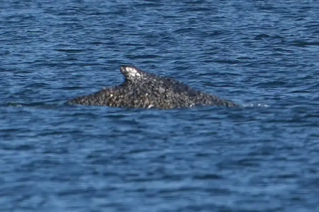 Der Buckelwal konnte sich befreien und schwimmt nun in der Lübecker Bucht. | Foto: Marcus Brandt/dpa