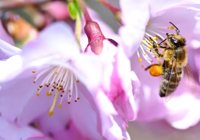 In Bayern ist der Frühling zurückgekehrt. (Archivbild) | Foto: Sven Hoppe/dpa